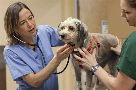Veterinary specialty services - Get expert tips & essential info to help your pet thrive. More Resources. Thrive Pet Healthcare is a nationwide network of veterinary clinics, including emergency vets, …